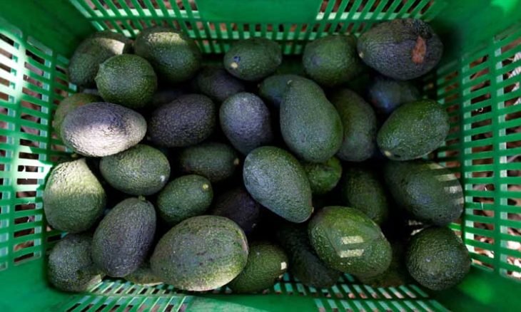 ويجري حصاد حوالي مليون ونصف طن من الأفوكادو سنويا في المكسيك